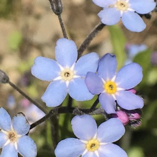 Budburst  Alpine forget-me-not