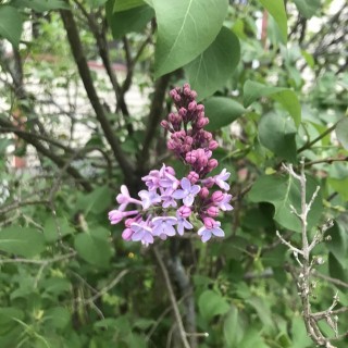 14 Beautiful Types of Lilac