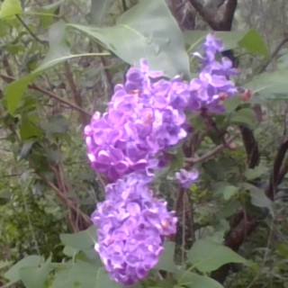 Budburst  common lilac