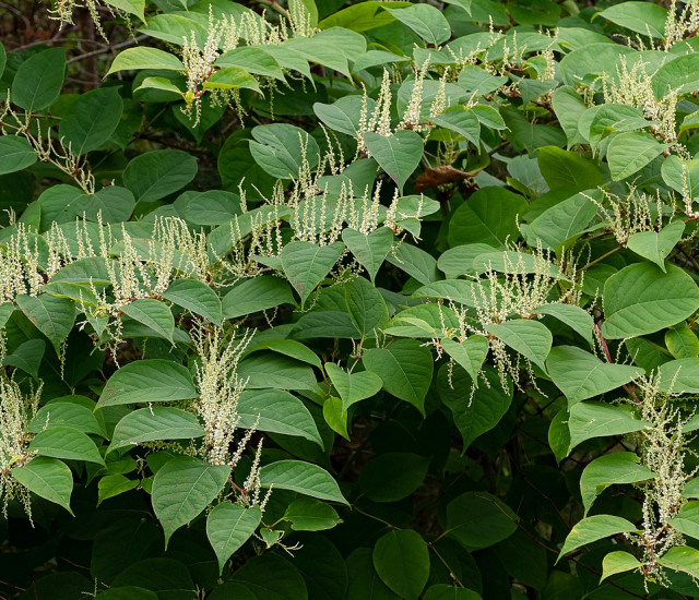 Budburst | Japanese Knotweed