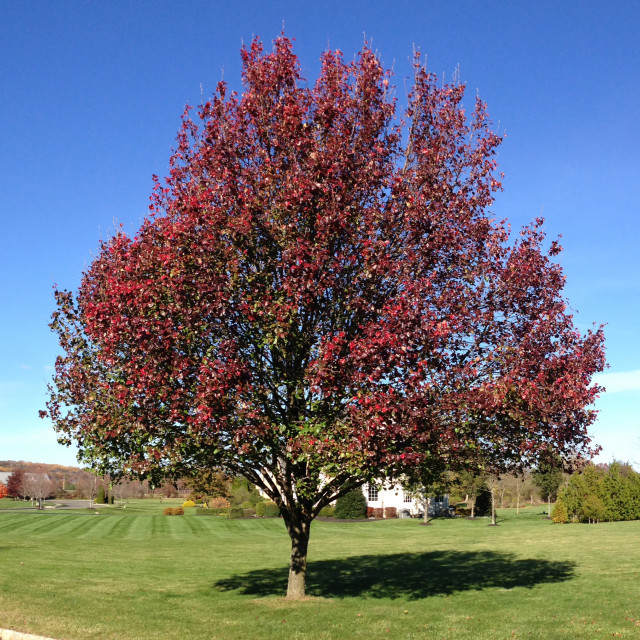 species image