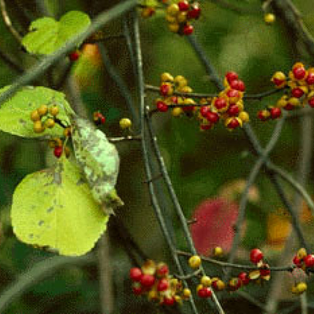 species image