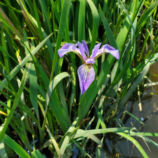 Iris versicolor (Blueflag) Iridaceae