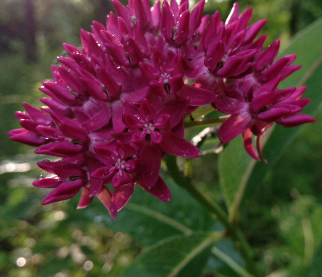 Asclepias purpurascens avatar