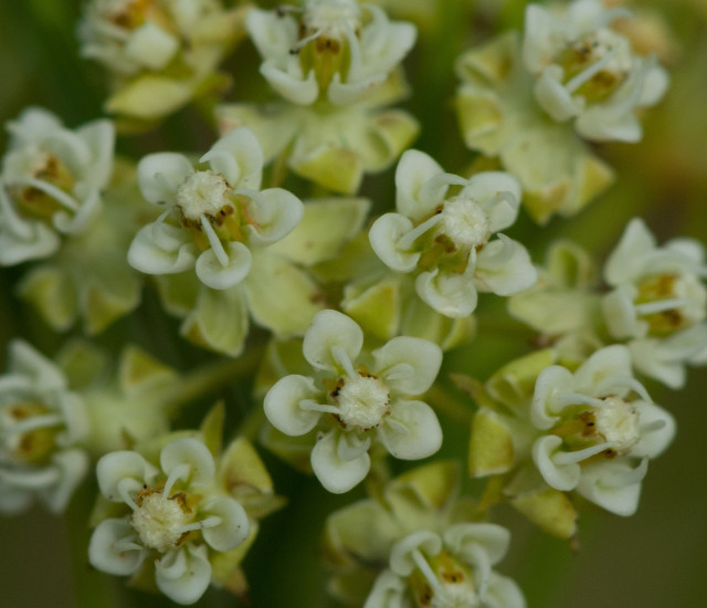 Asclepias verticillata avatar