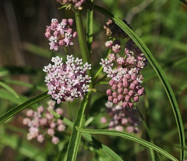 Budburst Mexican Whorled Milkweed