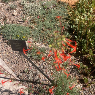 sabbatical⭐︎GILIA Shop Gilia Flower Seeds in Bulk – Naturix-Flower-Seeds