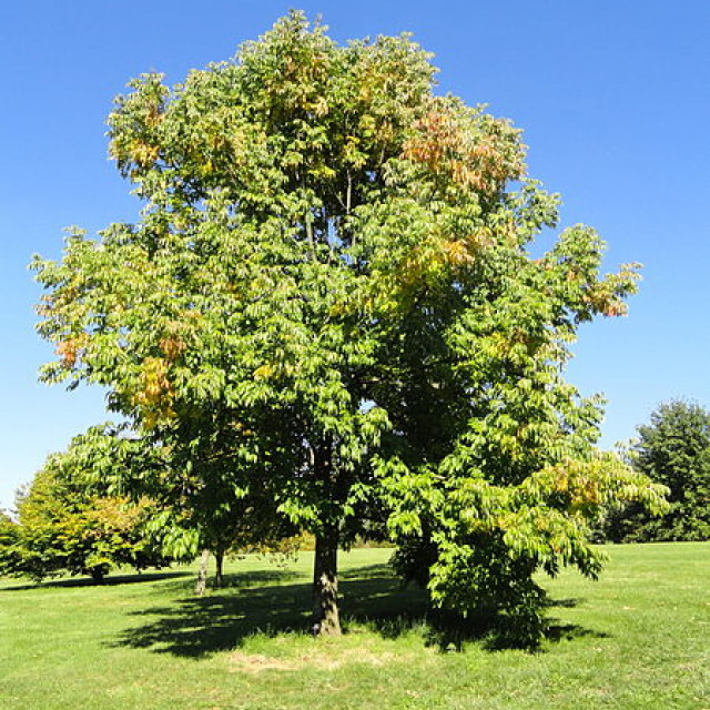 Budburst  American linden