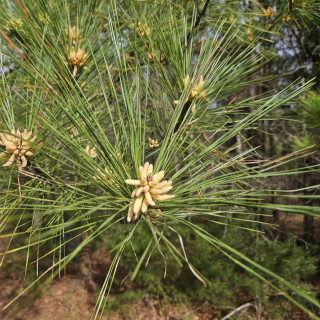 agujas de pino loblolly