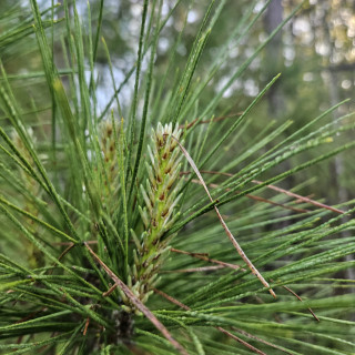 agujas de pino loblolly