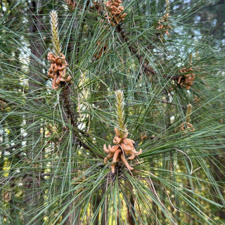 agujas de pino loblolly