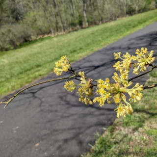 Budburst | Sassafras Budburst | Sassafras