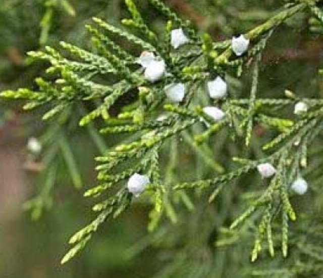 Juniperus virginiana avatar