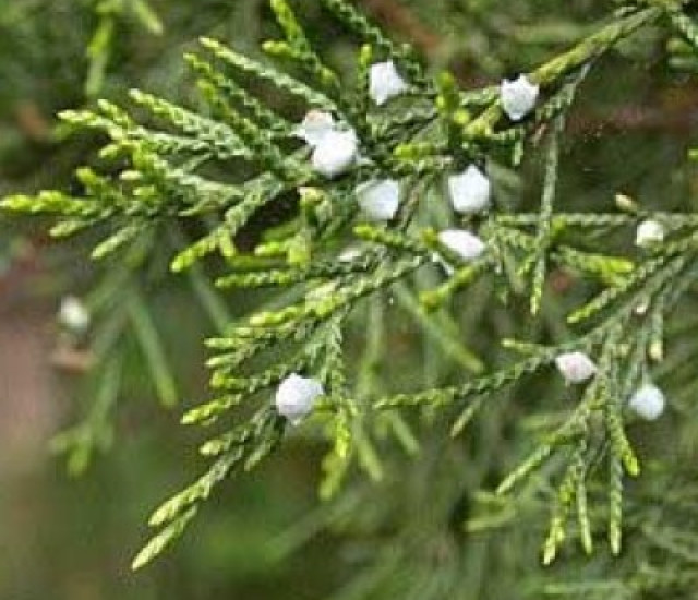 Budburst Eastern Redcedar