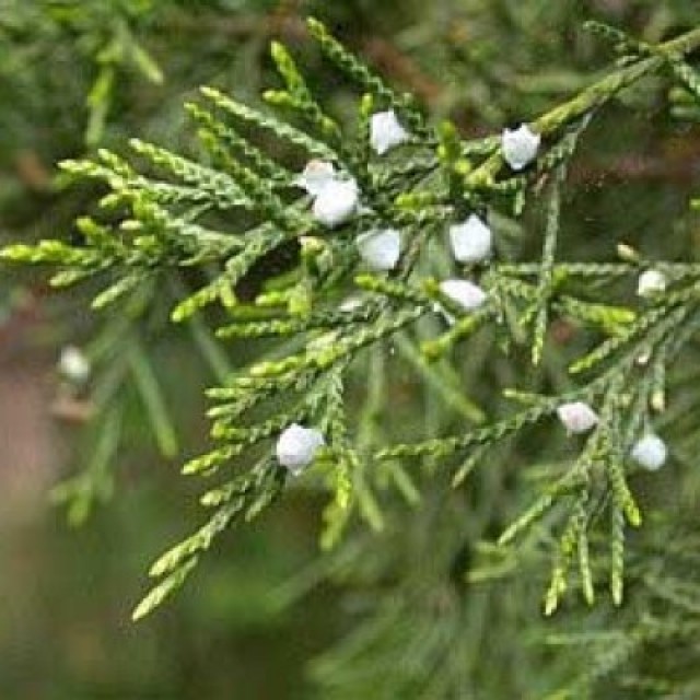 Budburst Eastern Redcedar