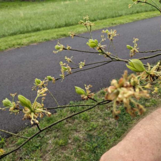 Budburst | Sassafras Budburst | Sassafras