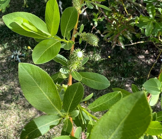 Budburst | Observation