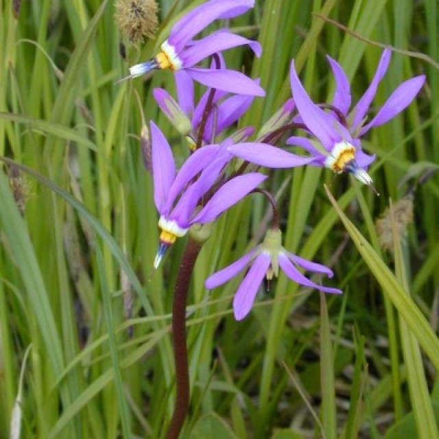 species image