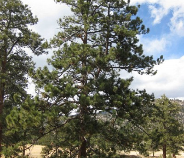 Pinus ponderosa avatar