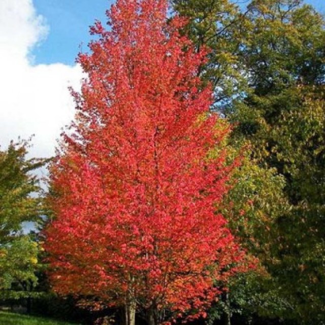 different types of red maple trees