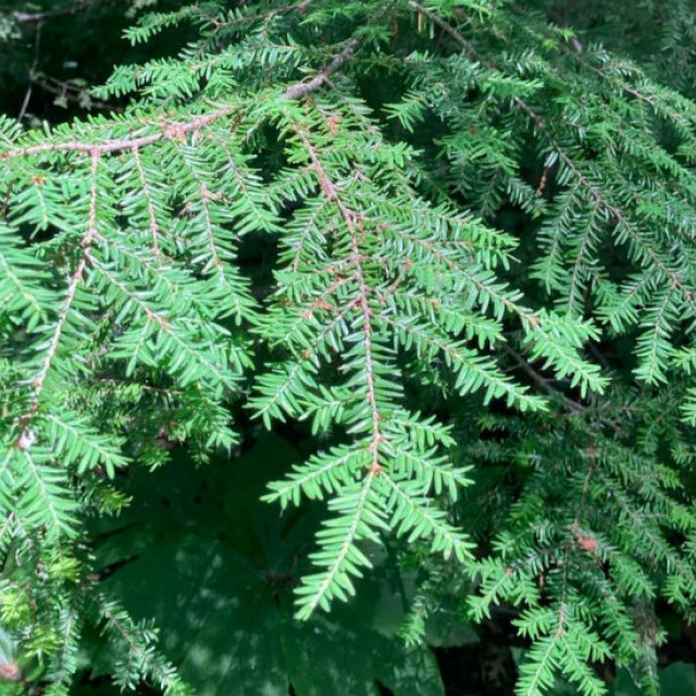 species image