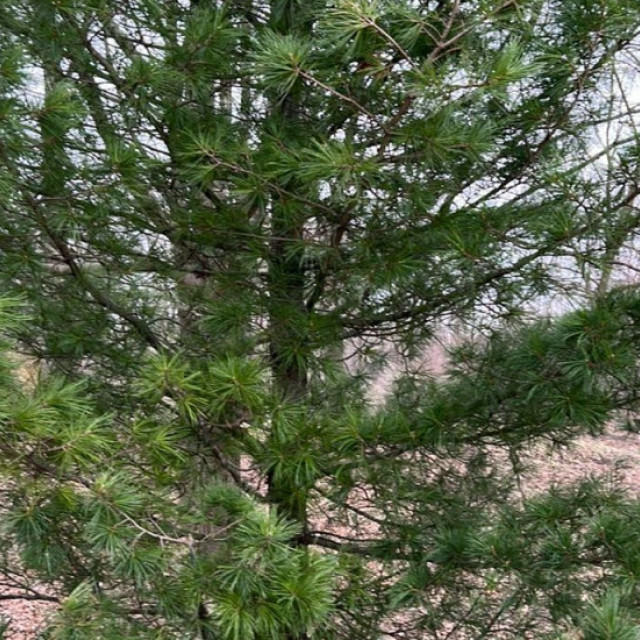 species image