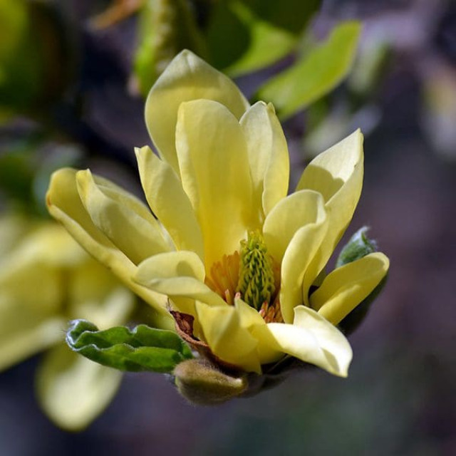 species image