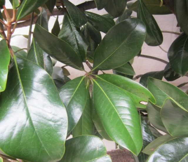 Magnolia grandiflora avatar