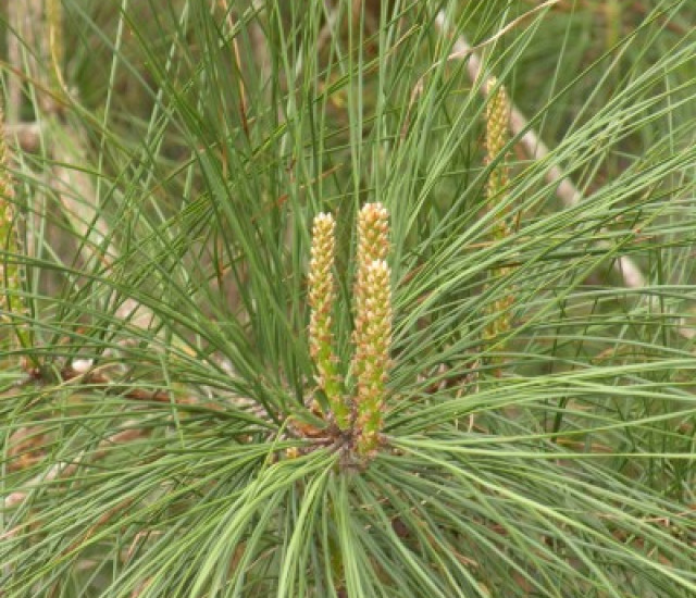 Budburst  Loblolly pine