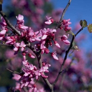 Budburst  common lilac