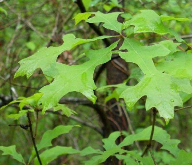 Quercus lyrata avatar