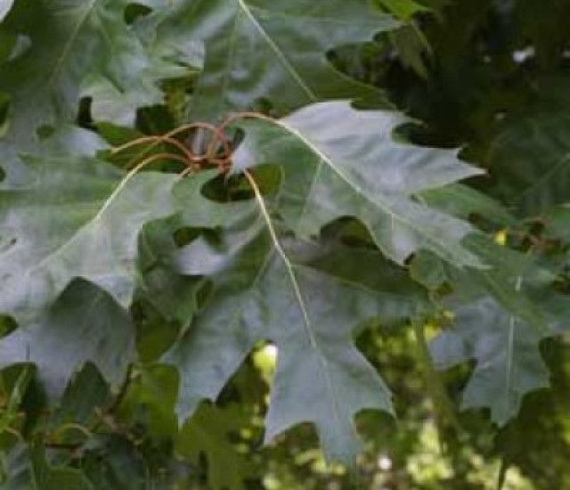 Quercus rubra avatar