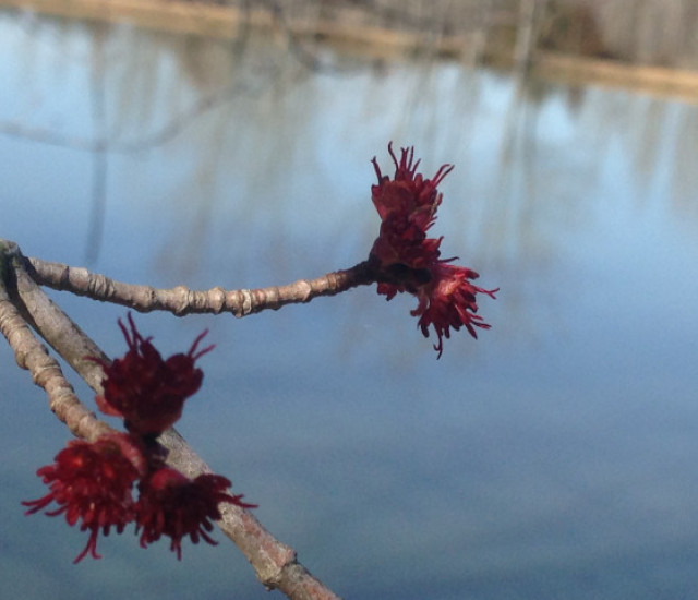 Budburst | Observation