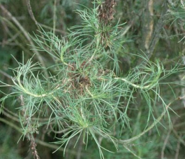Artemisia californica avatar