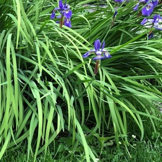 Iris versicolor (Blueflag) Iridaceae