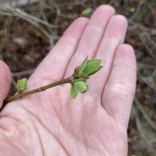 Budburst  common lilac