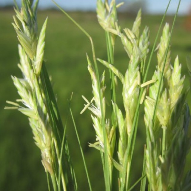 species image