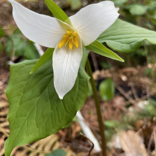 Trillium - Blush