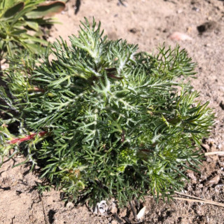 Budburst | Scarlet gilia