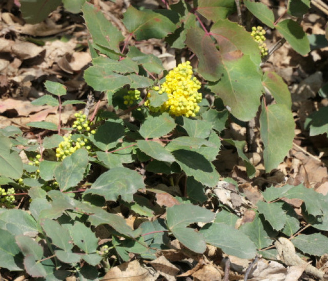 Budburst Creeping Mahonia