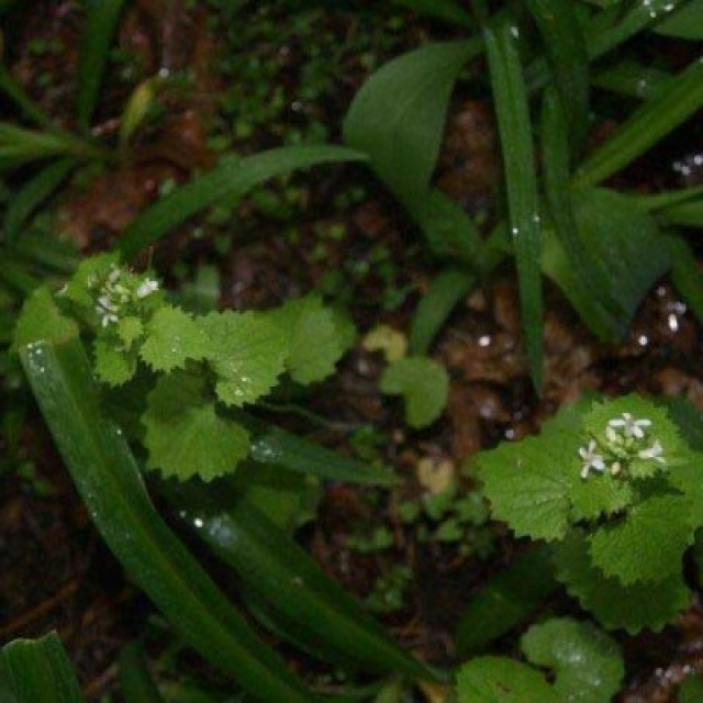 species image