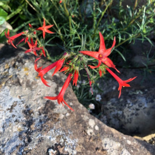 sabbatical⭐︎GILIA Species Detail Forb
