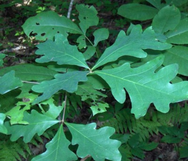 Quercus alba avatar