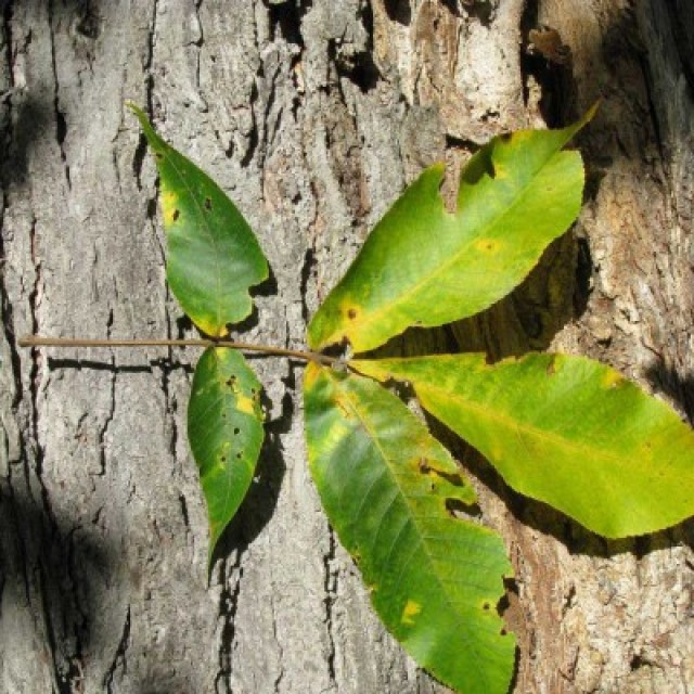 species image