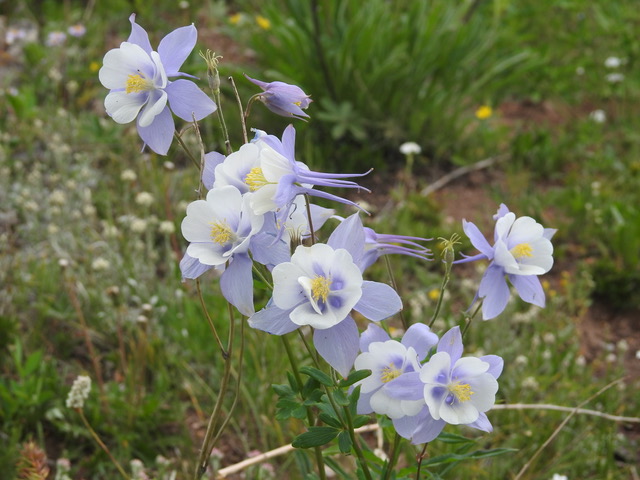 Subalpine Fens - Colorado Native Plant Society