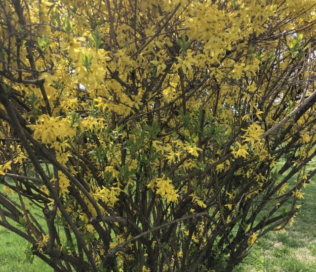 Budburst Forsythia