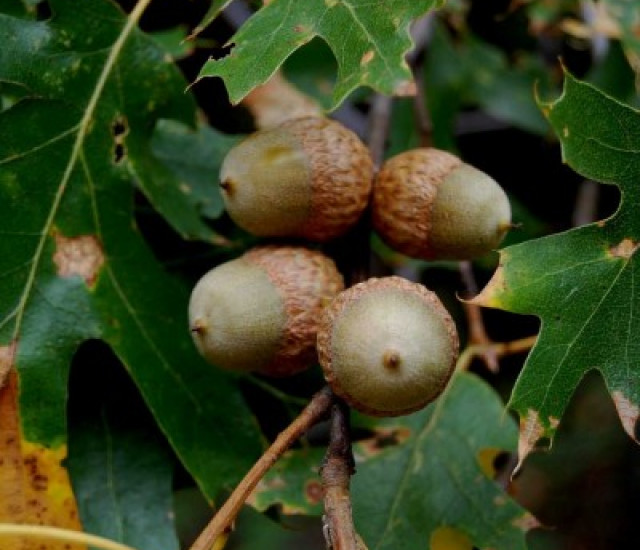 Quercus kelloggii avatar