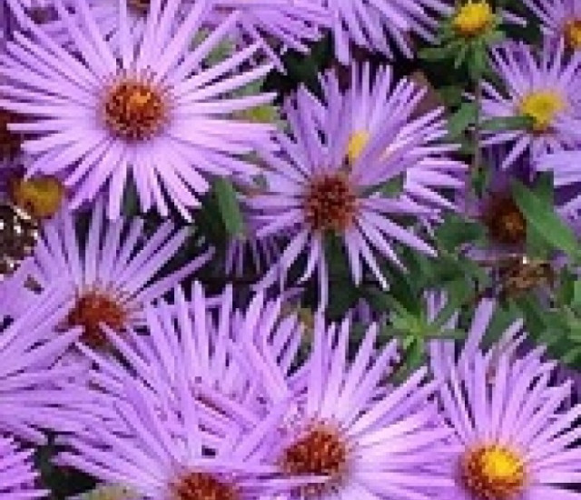 Symphyotrichum oblongifolium 'Dream of Beauty' avatar