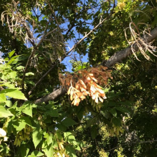 Boxelder Maple Tree – Green Thumbs Garden