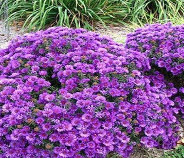 Symphyotrichum novae-angliae 'Purple Dome' avatar
